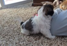 Shih Tzu male and female