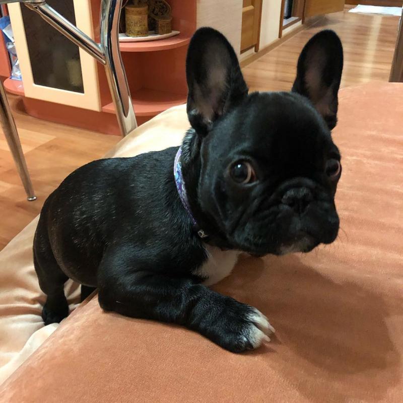 French Bulldog Puppies Image eClassifieds4u