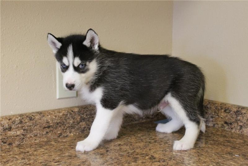 Home Trained Siberian Husky Puppies Image eClassifieds4u