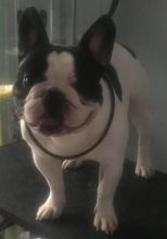 French Bulldog Puppies Image eClassifieds4u 2