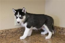 Home Trained Siberian Husky Puppies Image eClassifieds4u 2