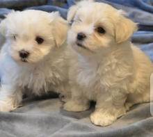 Male and Female Registered Maltese Puppies for rehoming Image eClassifieds4U
