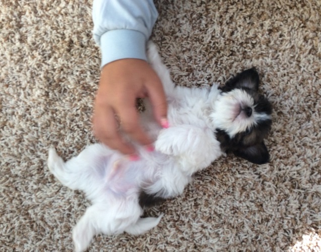 Shih Tzu male and female Image eClassifieds4u