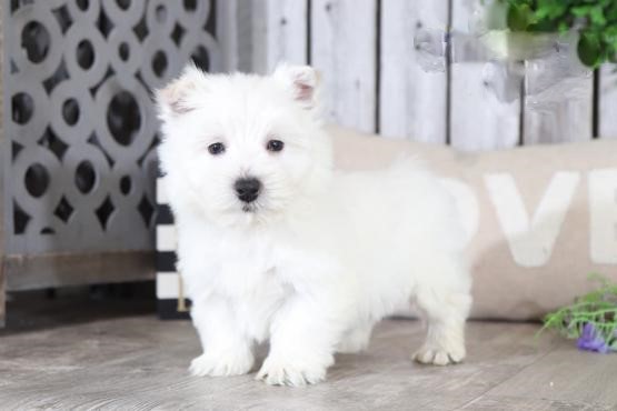 Westie Puppies Image eClassifieds4u