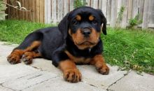 Home raised Rottweiler puppies.