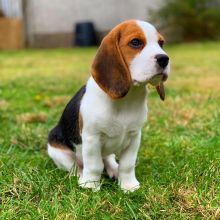 I have two beagle puppies male and female left.