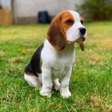 Ckc registered beagles puppies for re-homing