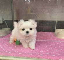 Cute Loving Face Maltese Puppies available for new homes