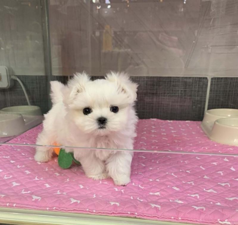 Extra Charming Maltese Puppies For Adoption Image eClassifieds4u