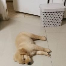 Awesome Golden Retriever Puppies (Text (902) 900-9324)