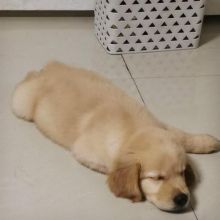 Cute Gloden Retrivier Puppy for Adotion. Text (902) 900-9324