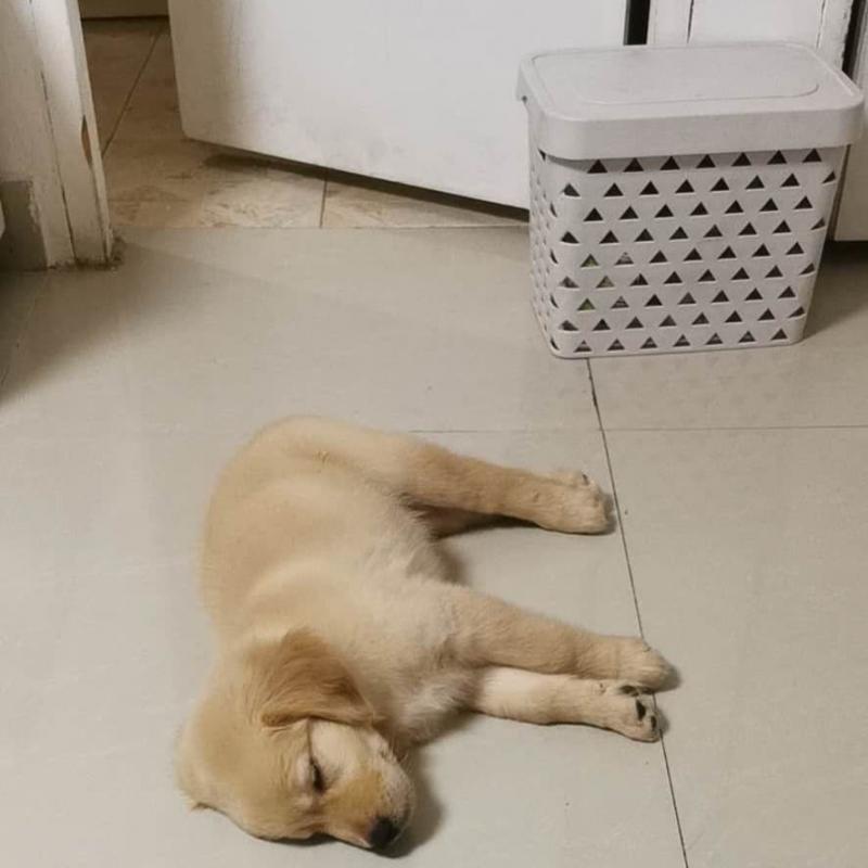 Awesome Golden Retriever Puppies (Text (902) 900-9324) Image eClassifieds4u