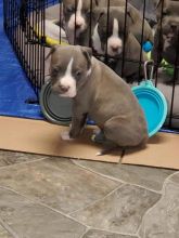 Cute blue nose pitbull puppies for adoption
