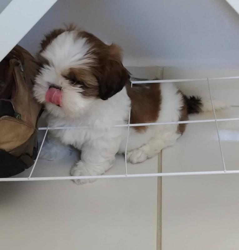 Beautiful Shih Tzu Puppies ready adoption Image eClassifieds4u