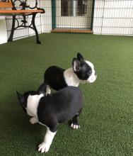 Adorable Boston Terrier pups for searching for loving home