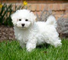 Bichon frise puppies