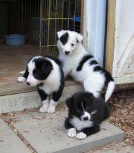 Border collie puppies