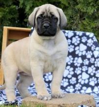 Bull Mastiff Puppies