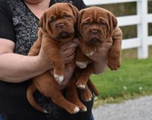 Top quality Dogue De Bordeaux puppies(100% Purebred).