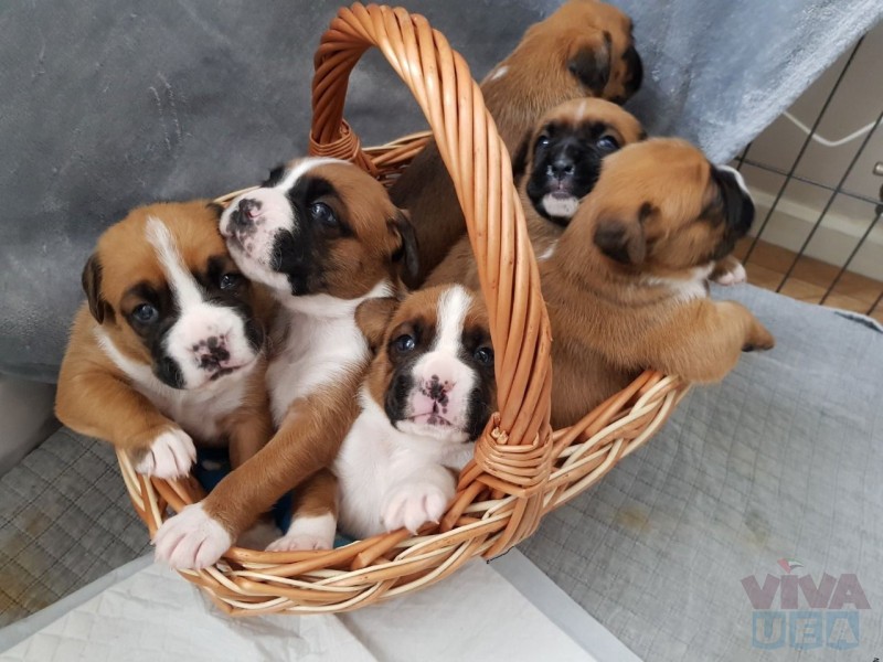 Boxer Puppies Image eClassifieds4u