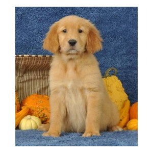 Golden Retriever Puppies Image eClassifieds4u