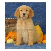 Golden Retriever Puppies Image eClassifieds4U