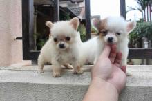 Tiny Chihuahua Puppies Image eClassifieds4u 1