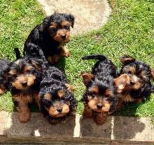 Yorkie Puppies Image eClassifieds4U