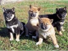 4 Shiba Inu Puppies for adoption