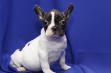 Adorable male and female French bulldog puppies