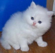 Adorable Persian Kittens Available now for sale
