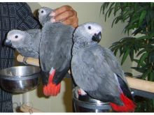 African Grey Parrots