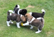 Akita puppies ready