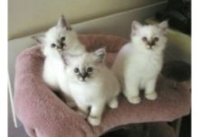 Birman kittens