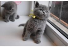 British Short Hair kittens