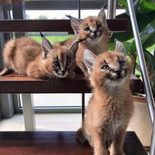 Caracat kittens ready