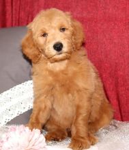 Cute and healthy Goldendoodle Puppies