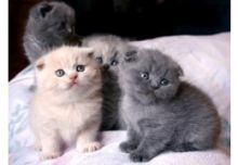 Healthy Scottish Fold Kittens