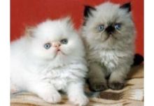 Himalayan kittens ready