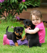 Home raised Rottweiler Puppies