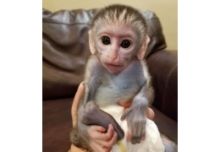 Lovely Capuchin Monkeys available