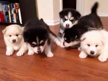 lovely Pomsky pups