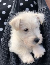 registered scottish terrier puppies