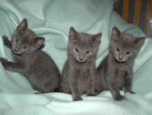 Russian Blue kittens