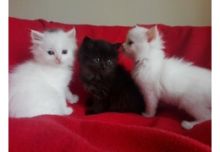 Siberian kittens ready