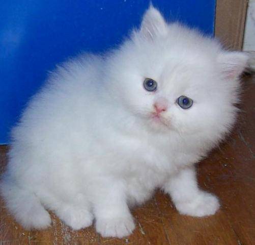 Adorable Persian Kittens Available now for sale Image eClassifieds4u