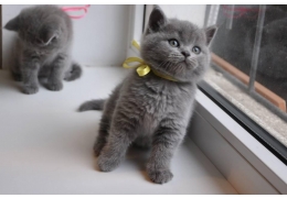 British Short Hair kittens Image eClassifieds4u