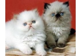 Himalayan kittens ready Image eClassifieds4u