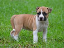 American Staffordshire Terrier puppies Image eClassifieds4U