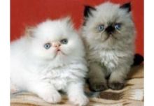 Himalayan kittens ready Image eClassifieds4U